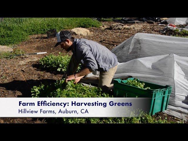 Farm Efficiency: Harvesting Cut Greens