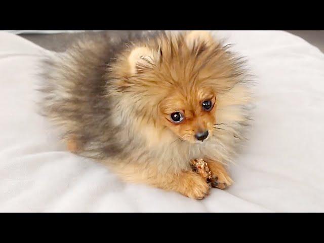 1 HOUR OF POMERANIANS PLAYING | POMERANIAN PUPPY COMPILATION VIDEO