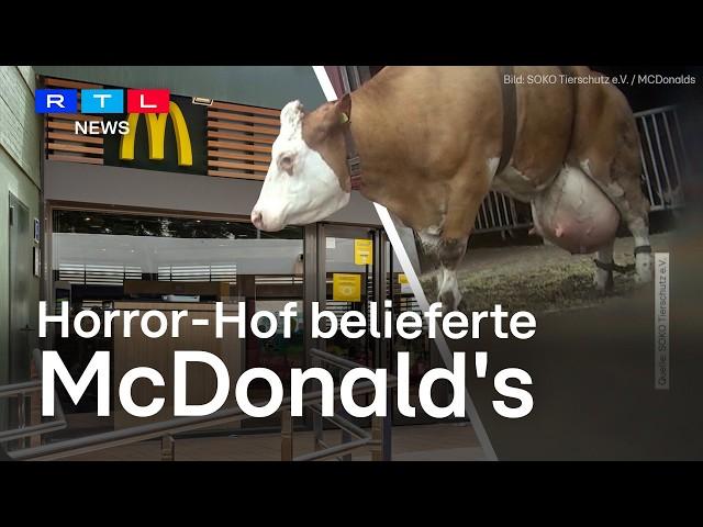 McDonalds-Fleisch vom Horror-Hof: Undercover-Tierschützer decken schlimme Zustände auf