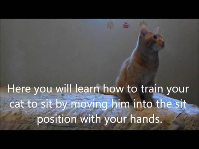 Three easy ways to train your cat to sit!