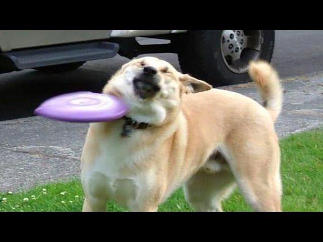 Funniest Animals  - Best Of The 2020 Funny Animal Videos  - Cutest Animals Ever