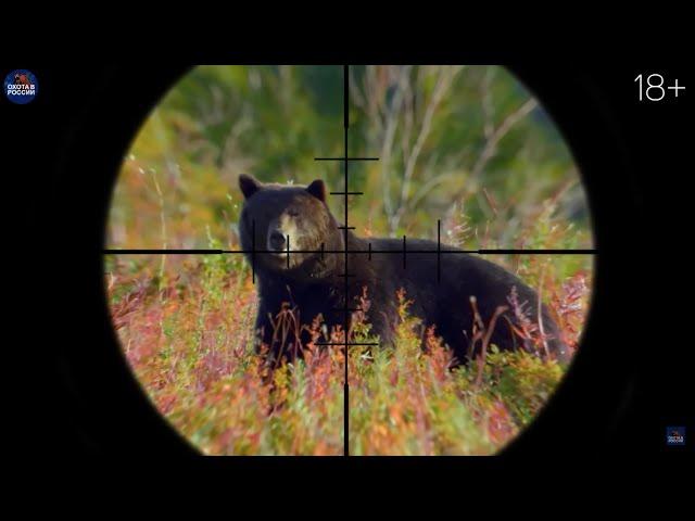 BEAR, MOOSE, Wild Boar, Copricort Hunting. Compilation of the best hunts