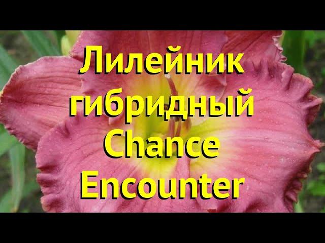 Лилейник гибридный Ченс Инкаунтер. Краткий обзор, описание hemerocallis Chance Encounter