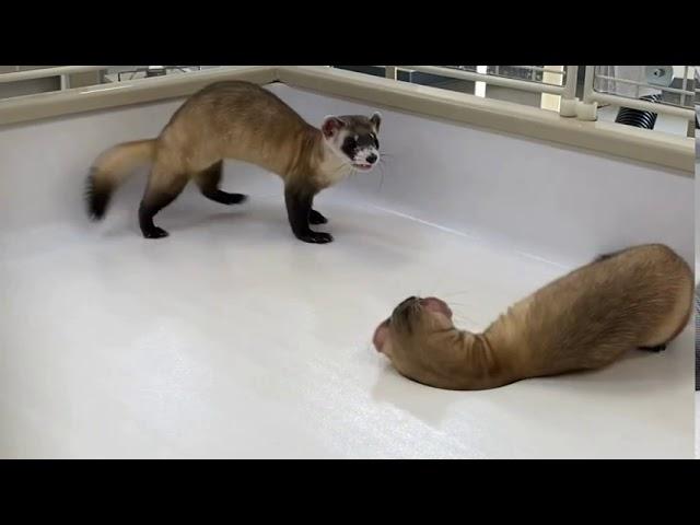 Cuteness Overload: Black-footed Ferret Kits