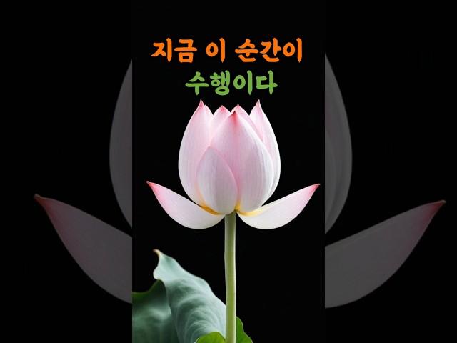 지금 이 순간이 수행이다   #연꽃드림 #부처님말씀