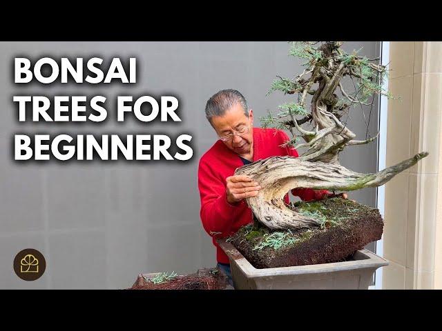 How to Start a Bonsai