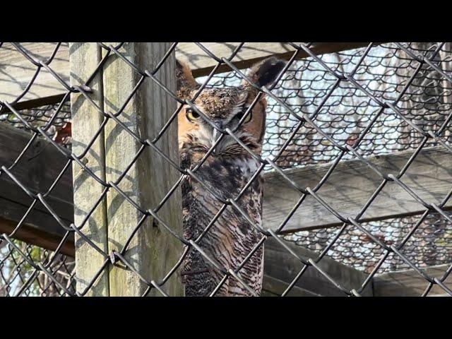 A Walk Through Sweetbriar Nature Center/ Beautiful Animals