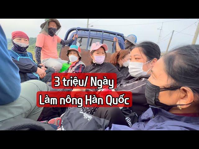 Tiền công 3 triệu cho Một ngày làm Nông ở Hàn Quốc / Thu Hoạch Khoai Tây