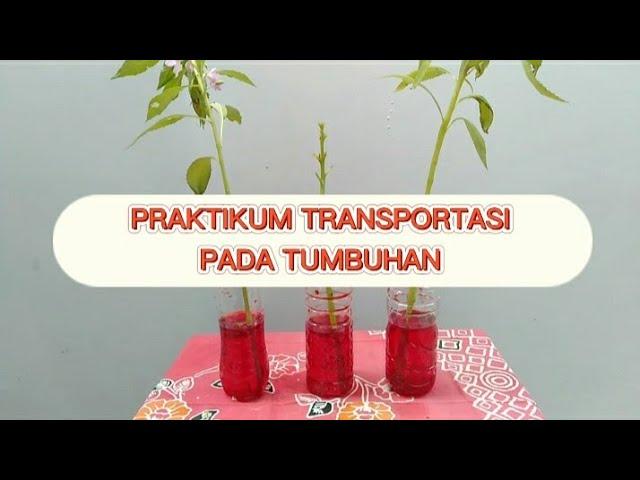 PRAKTIKUM TRANSPORTASI PADA TUMBUHAN