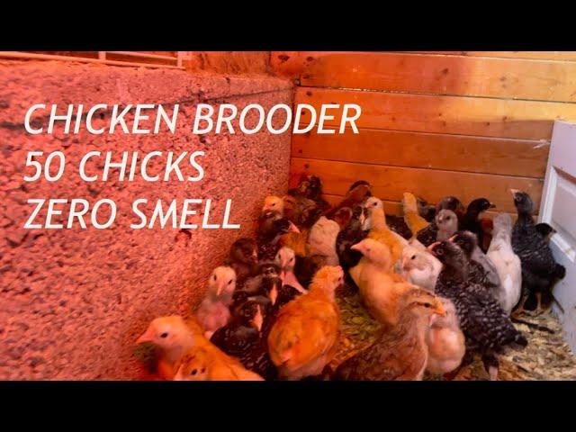 Chicken Brooder is easy and chickens have NO SMELL