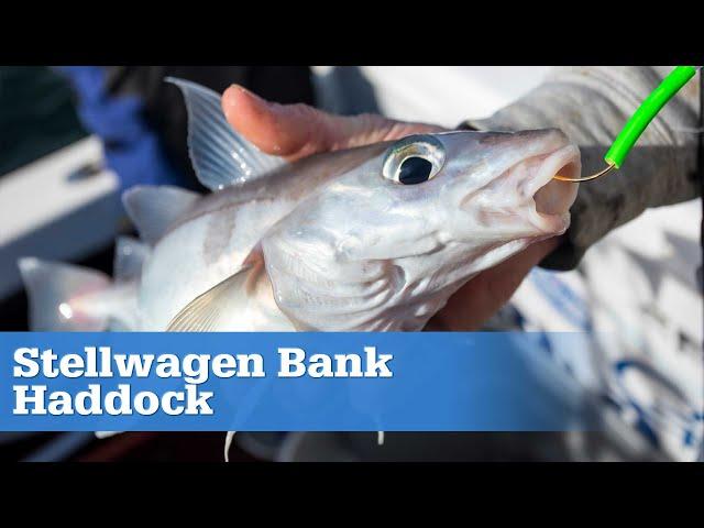 Stellwagen Bank Haddock | S15 E09