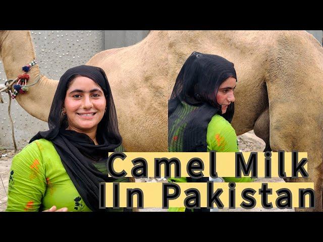 Buying Camel Milk on the Streets of Karachi Pakistan Life