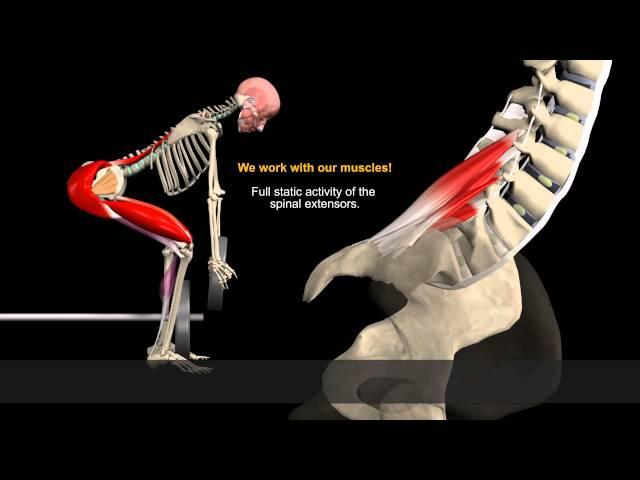 How to Avoid Injuries While Lifting: Watch the muscles in 3D