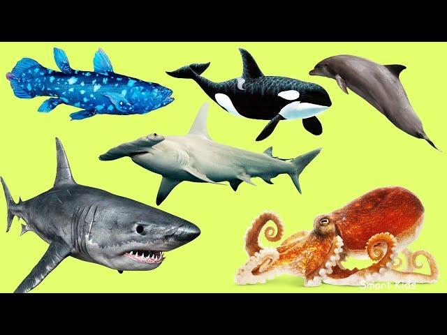 Animals in the Ocean | Learn Animals names and Sounds for Kids