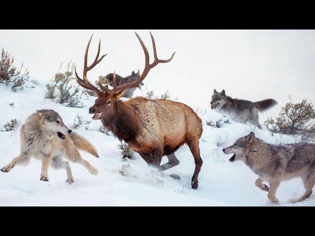 This is how the Deer are saved from the Wolves: when even the PACK is powerless!