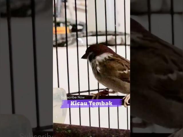 Masteran Burung Gereja Tarung Nyerecet Panjang Jernih Mudah Ditiru | Kicau Tembak