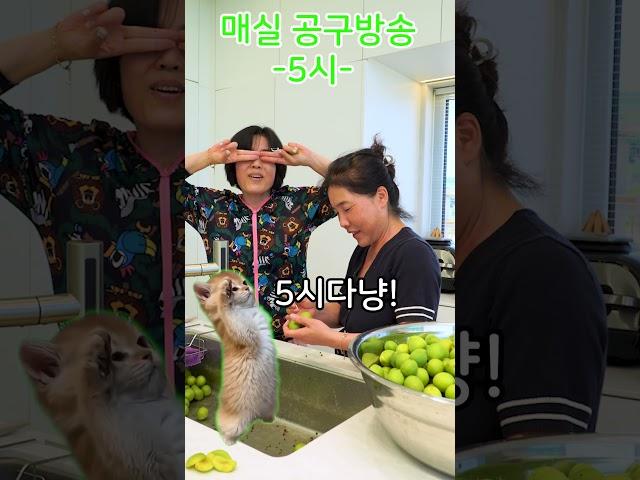 5시에 매실공구 방송합니다 많은 시청부탁드려요!!