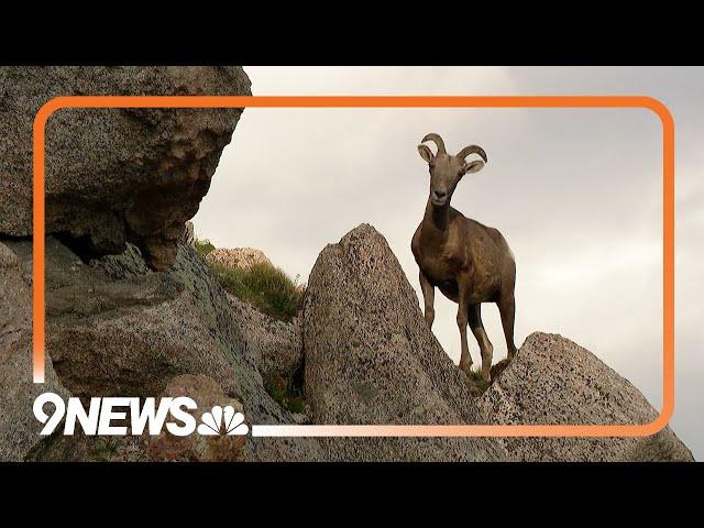 Wildlife on Colorado's Mount Evans in summer