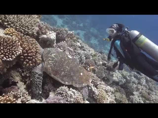 Straits of Tiran - Diving from the Speedboat, Camel Dive Club