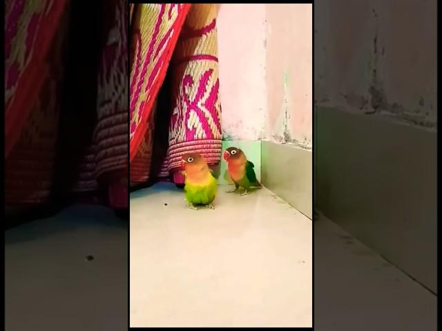 #parrot #funny #cute #birds #lovebirds