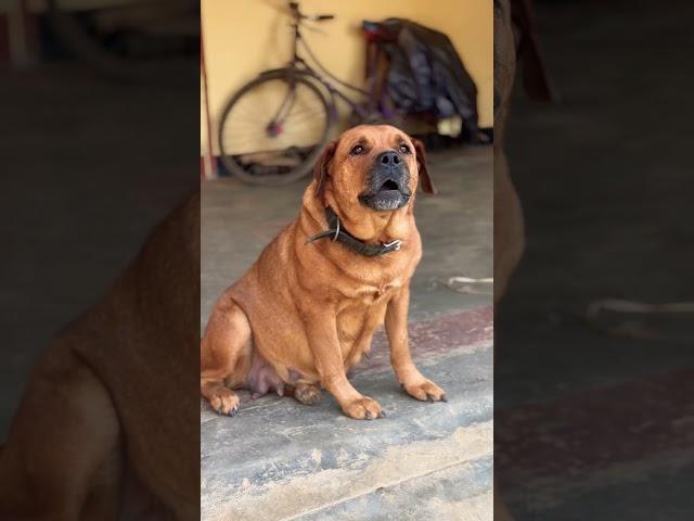 Dog sound || Dog barking sound || adarsh Tiwari vlog || #shorts #dailyshorts #trendingshorts