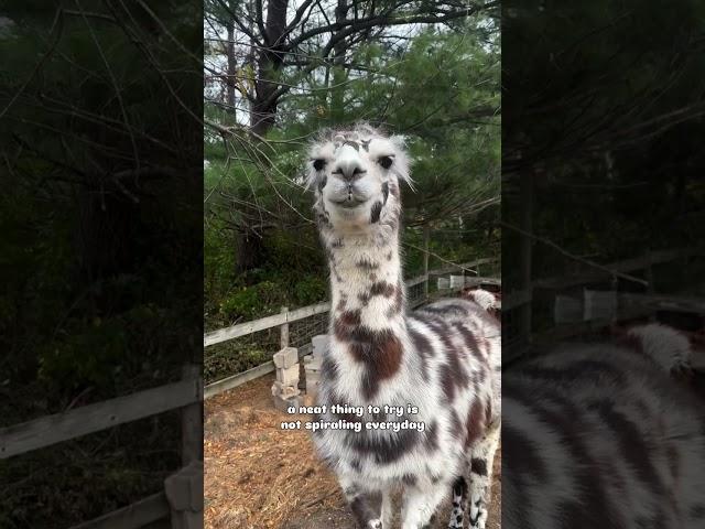 LLAMA Secrets You Never Knew #animal #llama #asmr