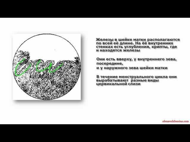 СимптоТермальный Метод Распознавания Плодности (СТМРП, СТ-метод), Урок 2 Часть2