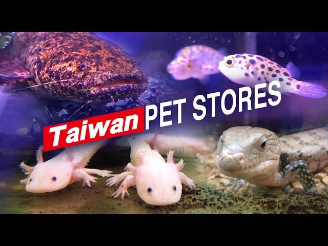 TAIWAN PET STORE TOUR ! 探索台灣寵物店台南 魚中魚！台湾のペットショップを探索