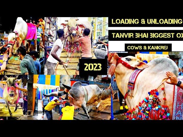 Tanvir bhai biggest OX and cows unloading in bright street   @PETSDEEWANGI