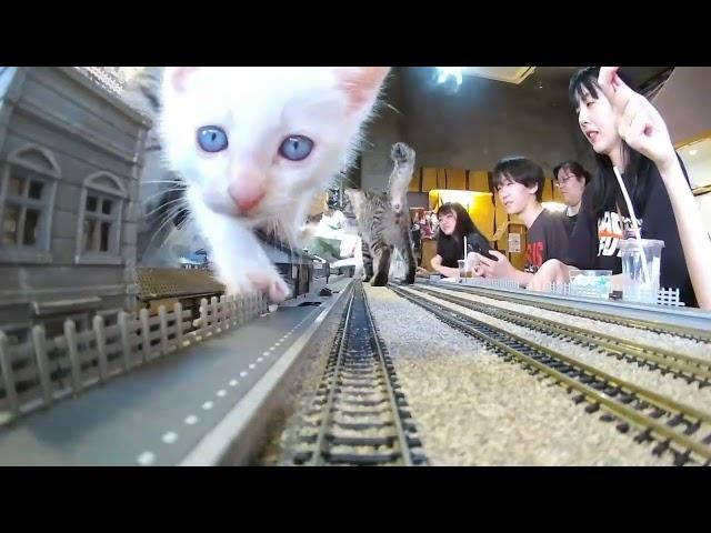 From Rescue to Hope: The Story Behind Japan’s Most Heartwarming Cat Café 