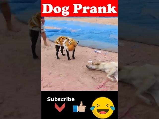 Prank Dog  | Dog Wear Tiger Mask Fake Tiger So Funny Dogs Prank Try To Stop Laugh 2024 