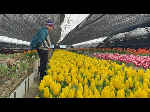 Выгонка ТЮЛЬПАНОВ к 8 марта. Обзор сортов.