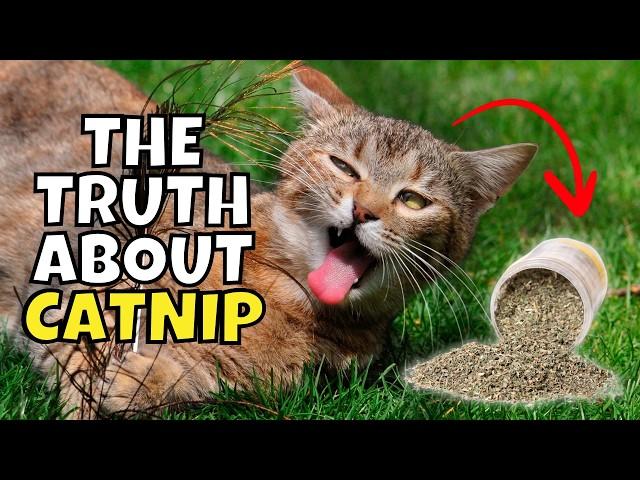 The Shocking Truth About Catnip (What Catnip Does to Cats) 