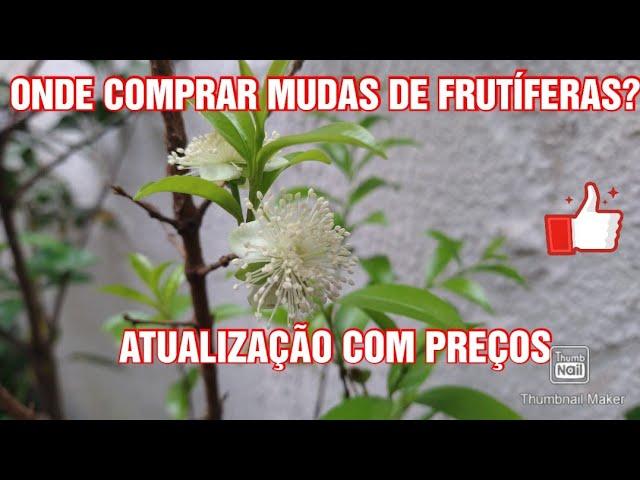 Onde comprar mudas de arvores frutíferas com preço