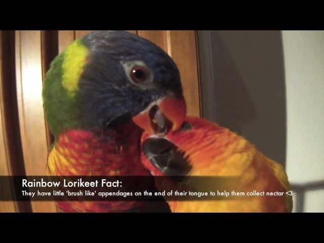 Pepe the Sun Conure & Iris the Rainbow Lorikeet Preening