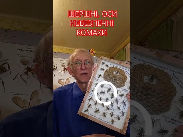 Шершні та Іньшї Оси та Бджоли Небезпечні Комахи. Hornets & Social Wasps Are Stinging Insects!