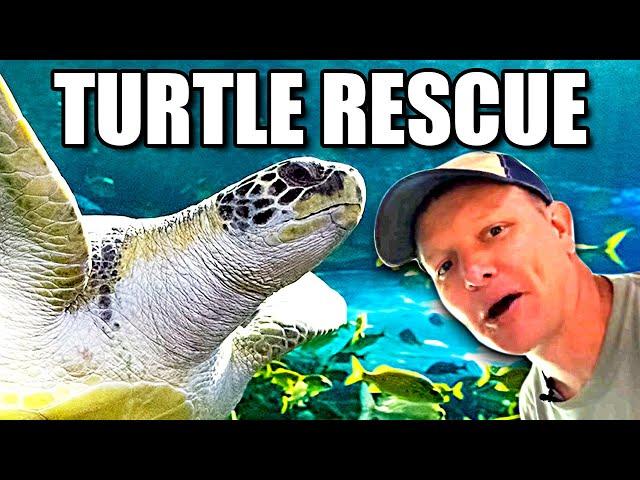 Everything about Sea Turtles  - Smarter Every Day 239