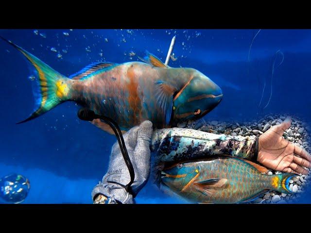 Biggest Goldtail Parrotfish I Have Speared | Spearfishing Adventure