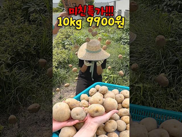 아직도 마트에서 감자 사세요? 수미흙감자 특가