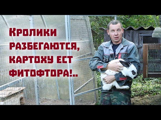 Неприятности приключаются и в спокойной деревенской жизни!..