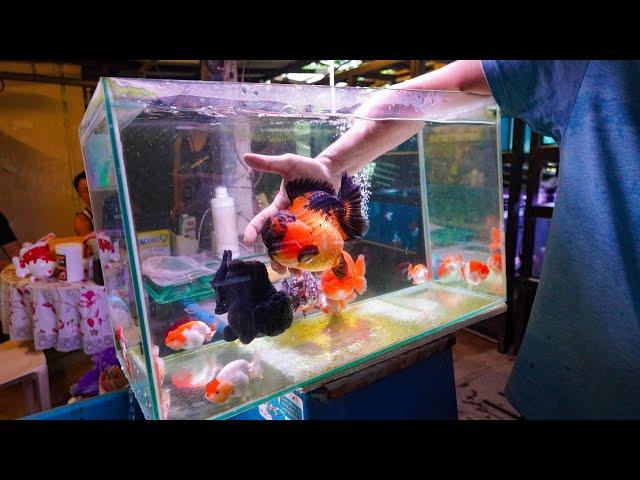 Exotic RANCHU & ORANDA Goldfish Store Tour! Singapore Goldfish