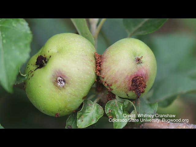 Controlling Codling Moths in Organic Apple Production