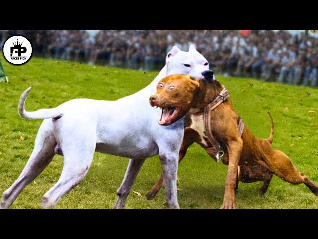 Trained Dogo Vs Pitbull Comparison - Pitbull Vs Dogo Argentino Real Video