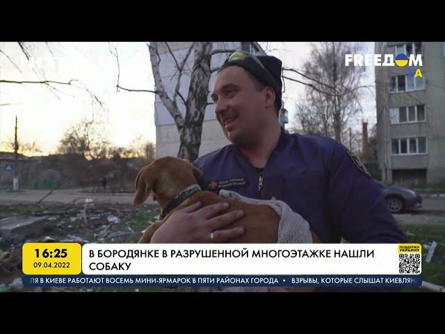 В Бородянке в разрушенной многоэтажке нашли собаку | FREEДОМ - UATV Channel