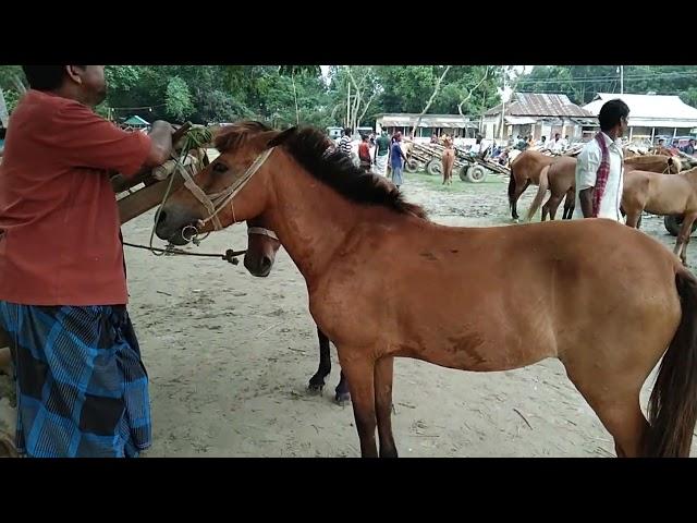 Bipul Agro BD | Dauble Red Rasing Horse village market from comilla Hat Bangladesh 2022