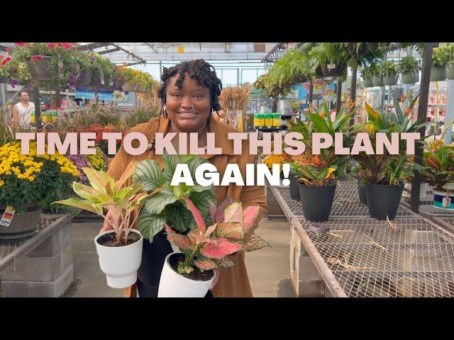 BIG BOX PLANT SHOPPING at Lowes / PLANT HAUL