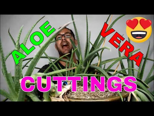 How to Grow Aloe from stem Cuttings