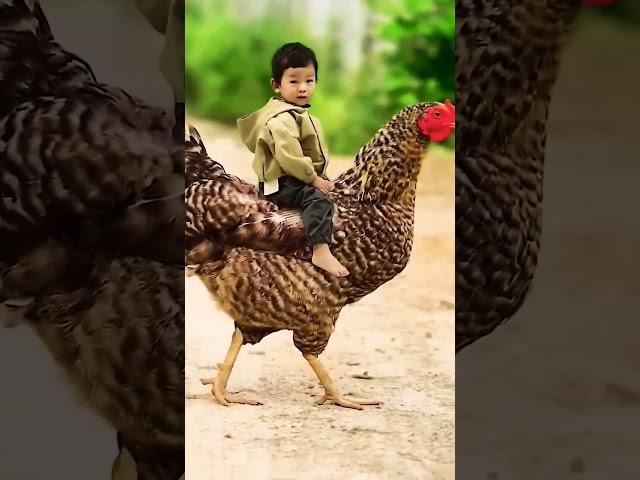 Cute Baby Riding over Hen #henlover #baby #hen