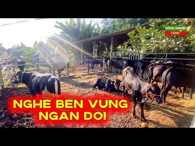 KIÊN TRÌ TRONG GIAN NAN ĐỂ THÀNH CÔNG VỚI NGHỀ NUÔI BÒ 3B