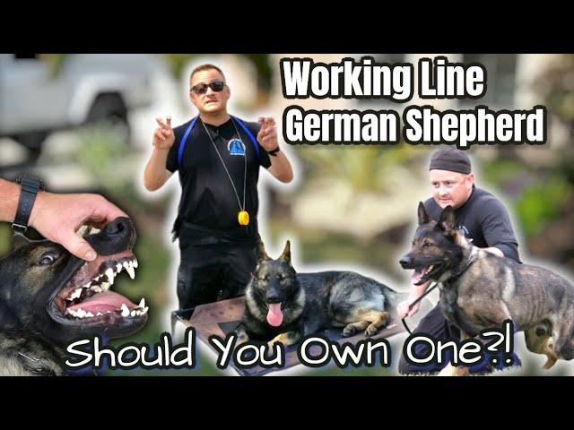 WORKING LINE GERMAN SHEPHERD... SHOULD YOU GET ONE?!